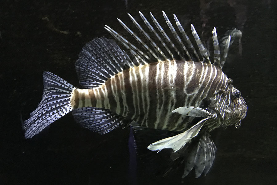 Tropische vissen in het Aquarium van Pairi Daiza - AllinMam.com