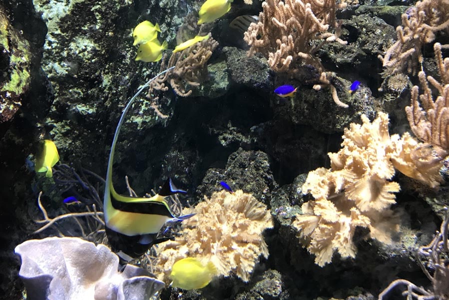 Tropische vissen in het Aquarium van Pairi Daiza - AllinMam.com