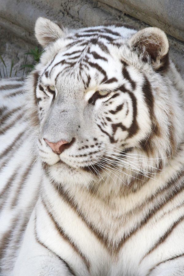 Witte tijger in Pairi Daiza - AllinMam.com