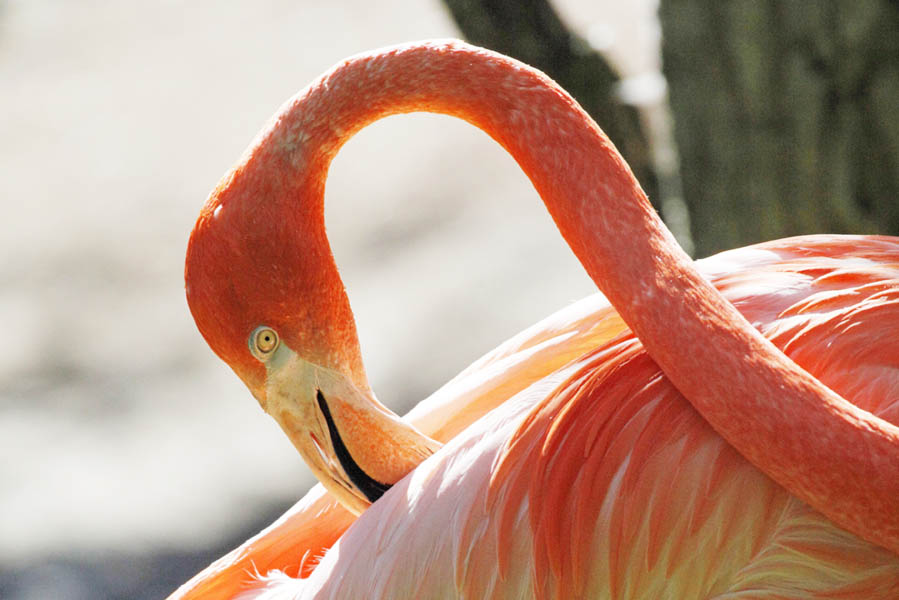 Flamingo - AllinMam.com