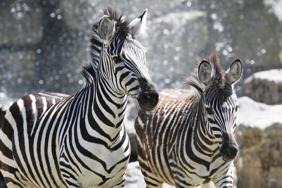 zebras op de afrikaanse savanne in Pairi Daiza - AllinMam.com