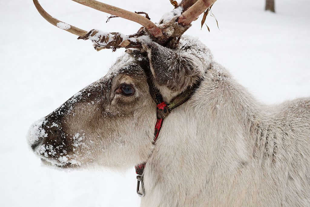 In de winter naar Lakeland in Finland - Reislegende.nl