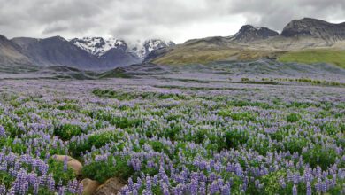 Bloeiende lupines in IJsland - Reislegende.nl