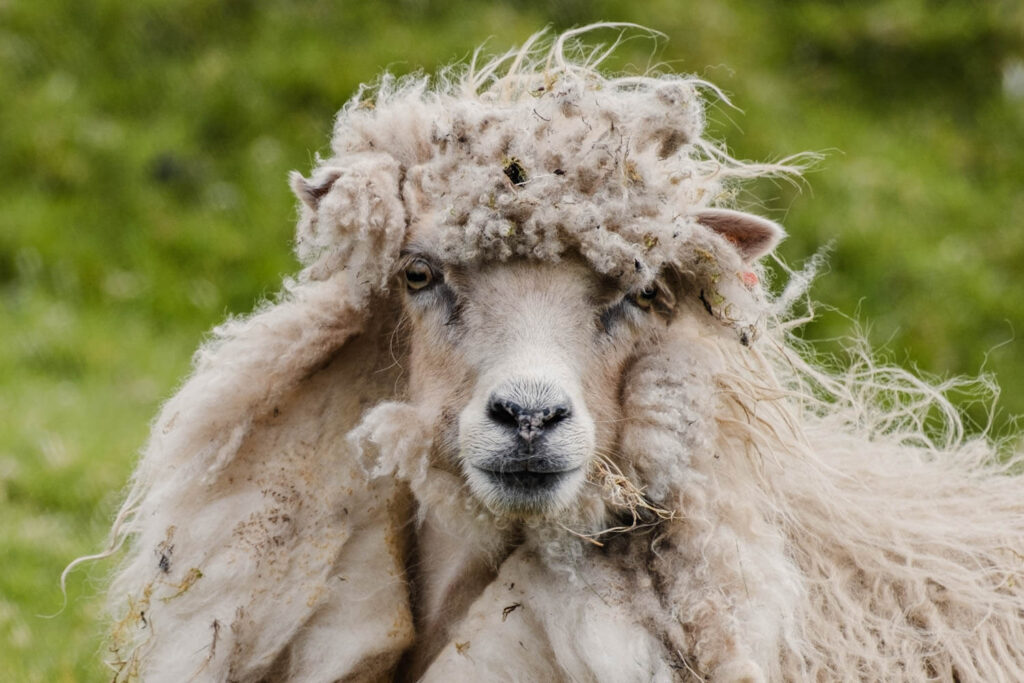 Schapen op de Faeroer eilanden