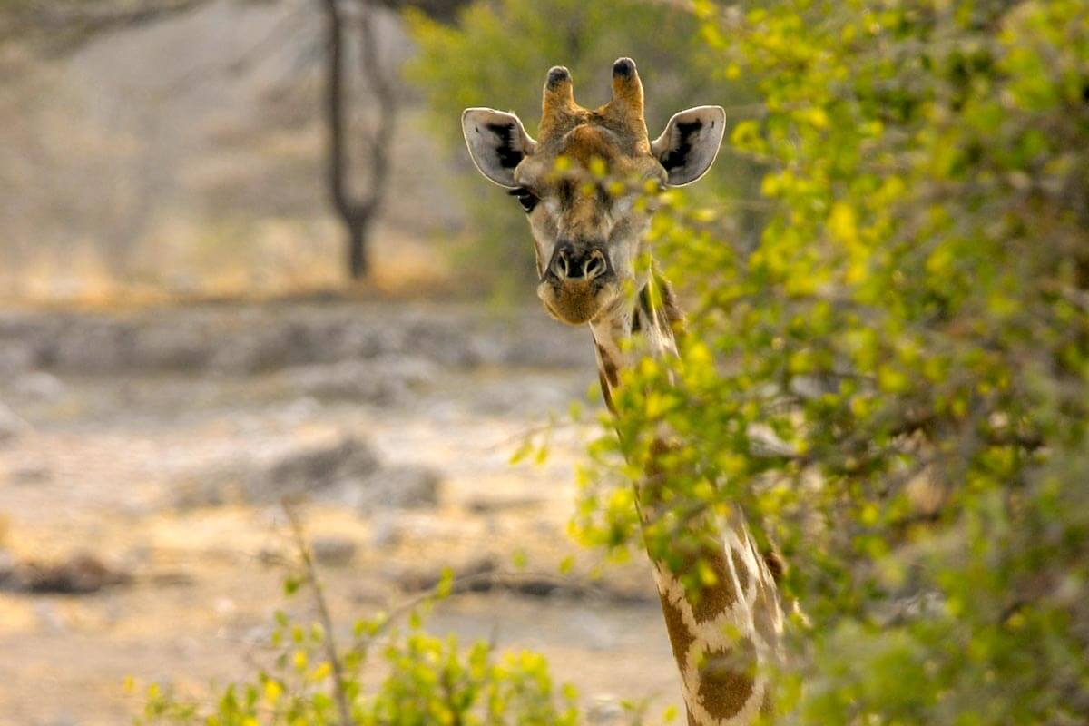 Combinatiereis Botswana Zimbabwe Reislegende