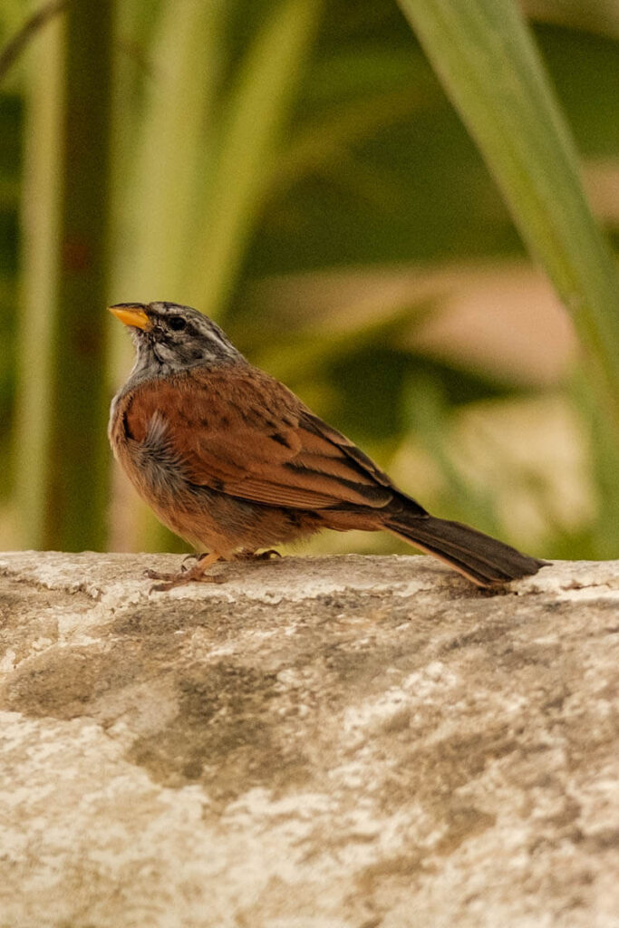 Vogeltjes fotograferen in Fez Marokko Reislegende