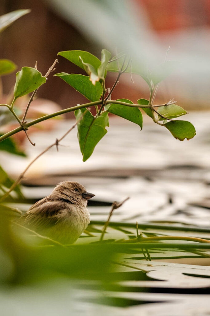 Vogeltjes in Fez Marokko Reislegende