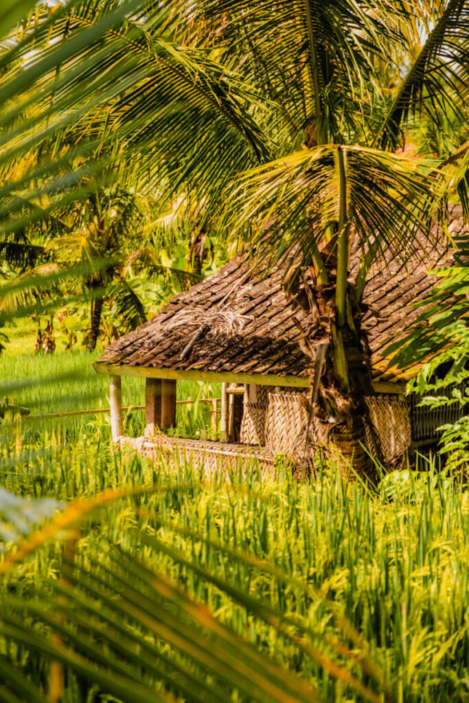 Kajeng rijstvelden wandeling Ubud Bali Reislegende