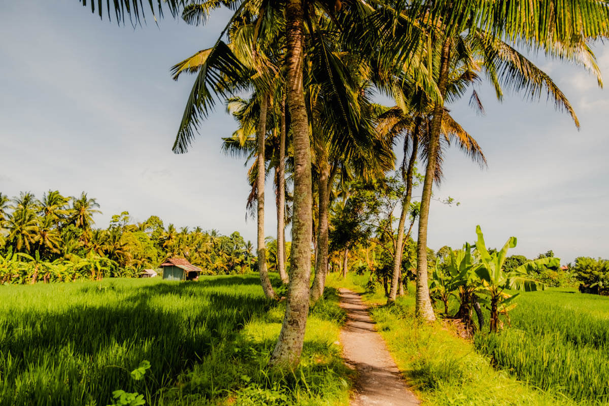 Rijstvelden Subak Juwuk Manis wandeling Ubud Bali Reislegende