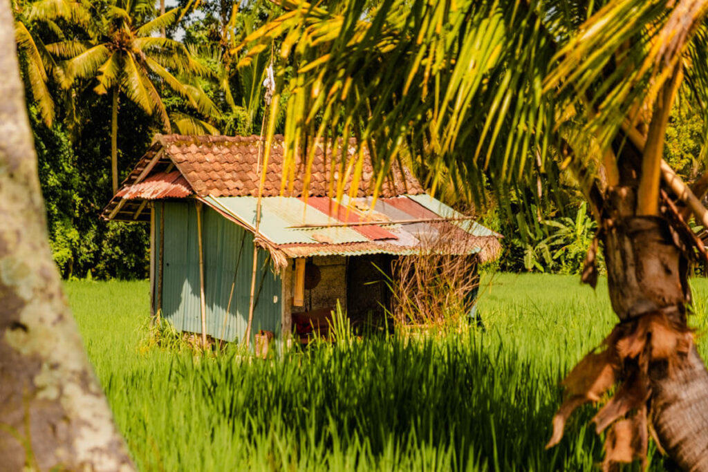 Subak Juwuk Manis Rice Fields wandeling Ubud Bali Reislegende