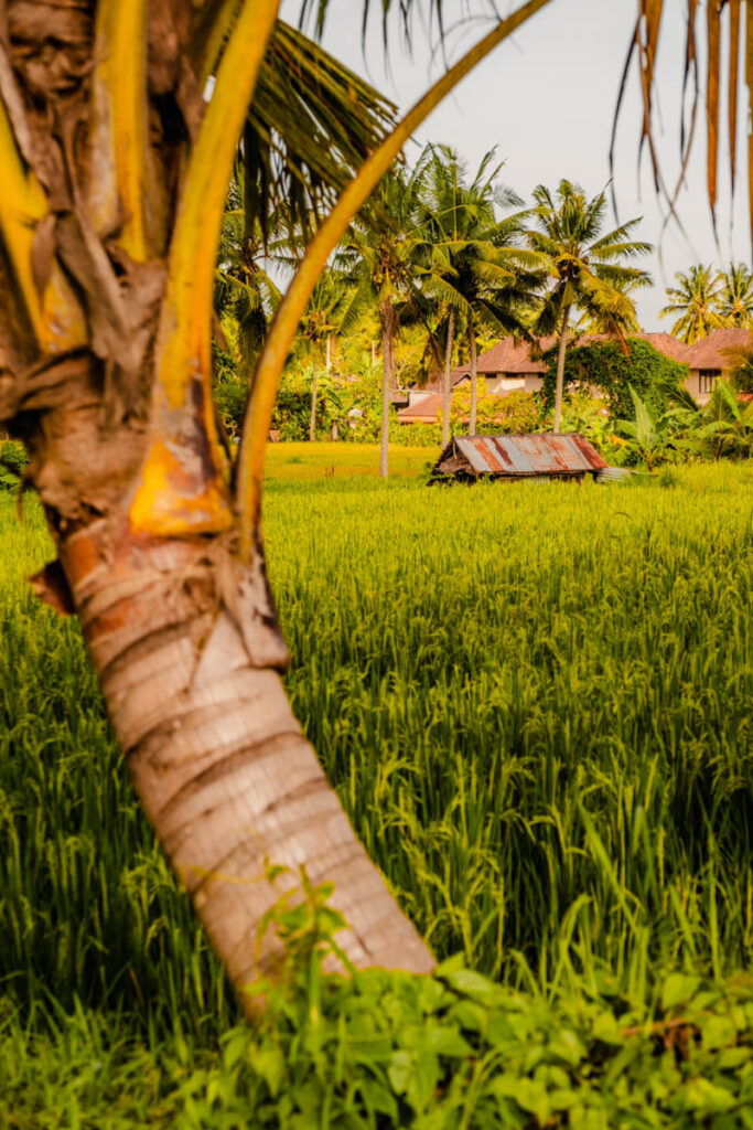 Sweet Orange wandeling Ubud Bali Reislegende