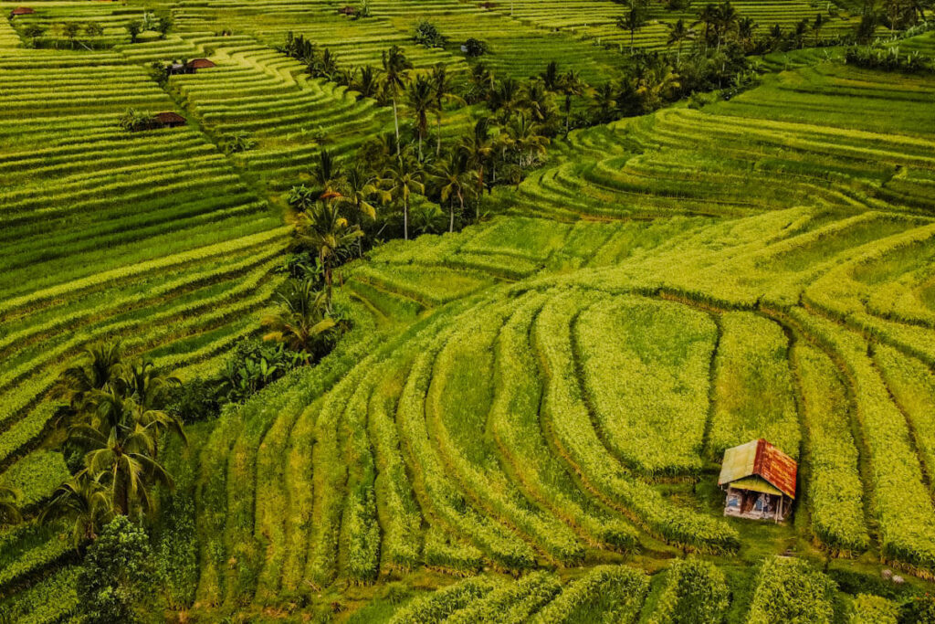 Jatiluwih mooie rijstvelden op Bali Reislegende