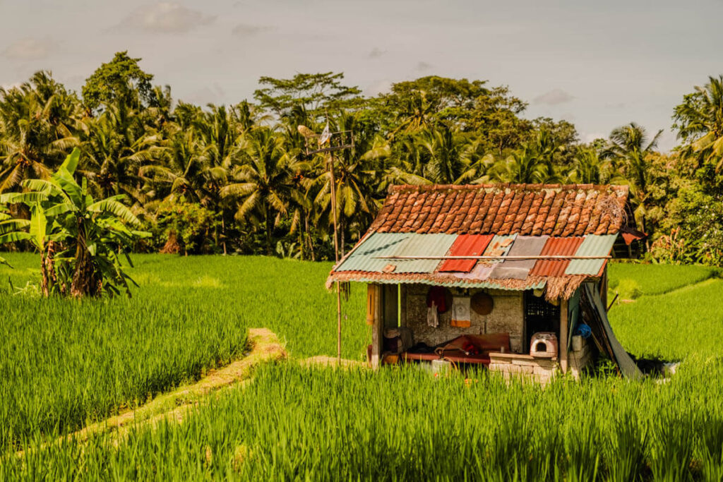 Kajeng rice field mooie rijstvelden op Bali Reislegende