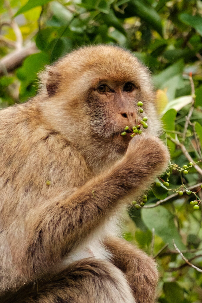 Lichtjes in ogen bij dierenfotografie