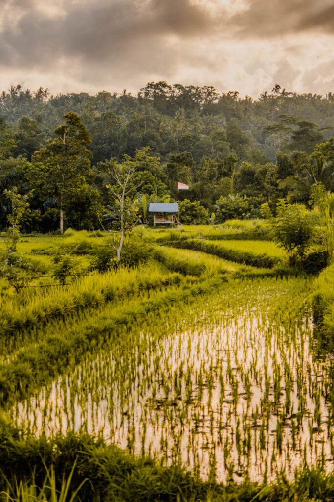 Mooie rijstvelden met Gunung Agung op achtergrond Bali Reislegende