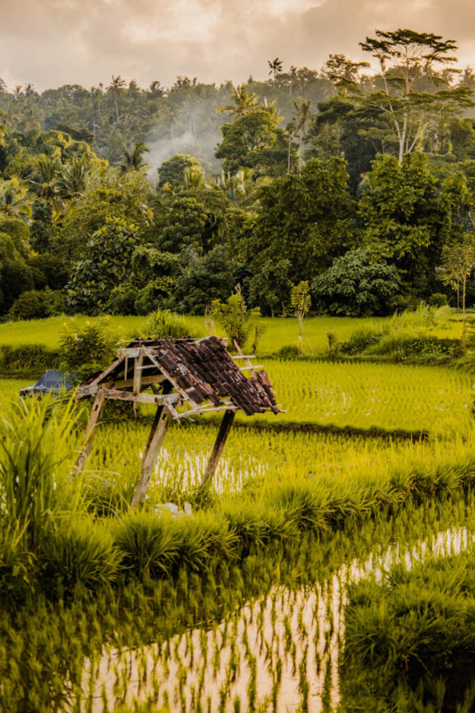 Plekken met mooie rijstvelden Oost Bali Reislegende