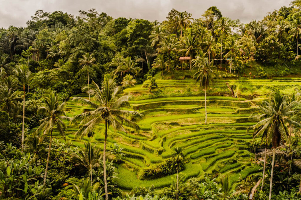 Ricefields Tegallalang mooie rijstvelden op Bali Reislegende