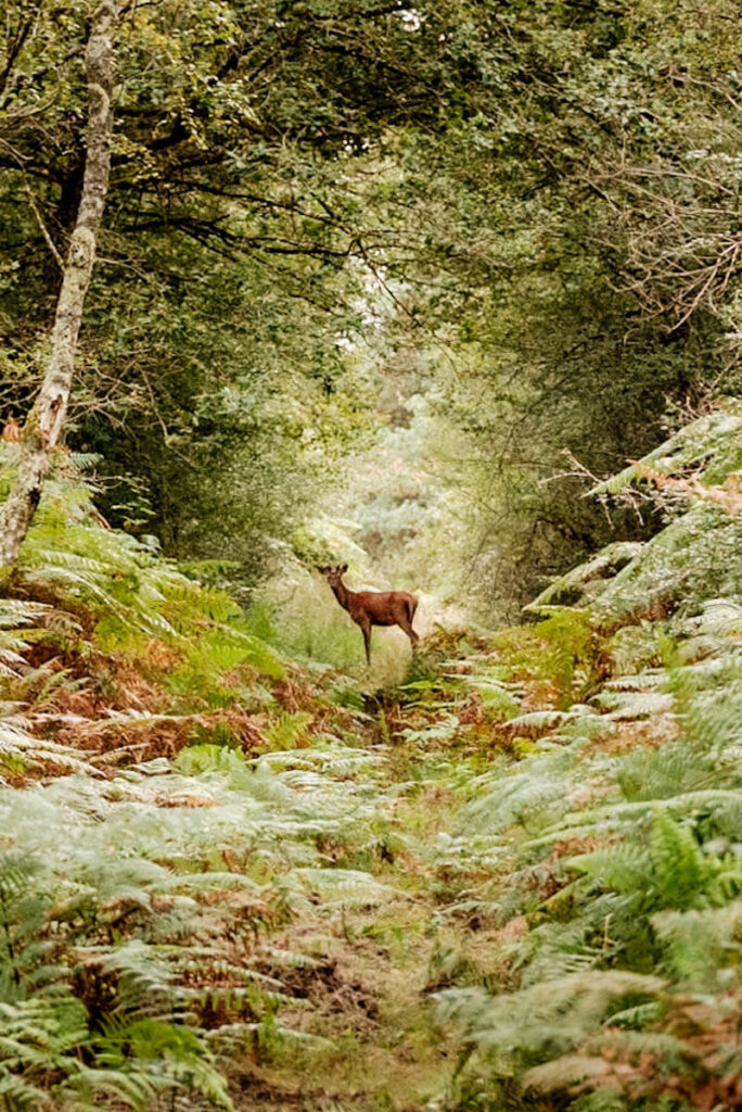 Wilde dieren in wildreservaat van Chambord Reislegende