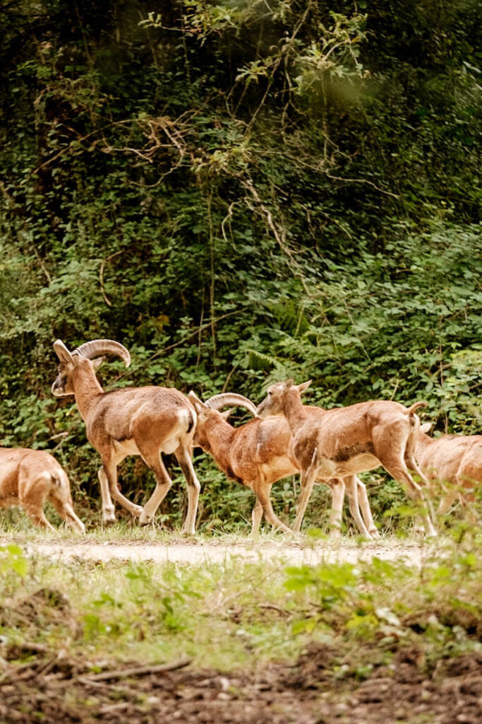 Wilde dieren op het domein van Chambord Reislegende