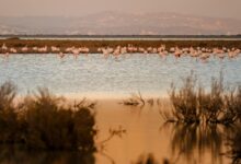 Beste plekken flamingos spotten op Cyprus