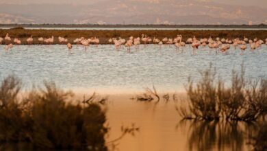 Beste plekken flamingos spotten op Cyprus