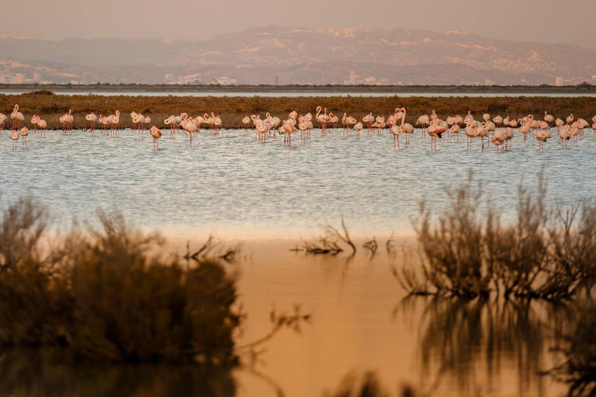 Beste plekken flamingos spotten op Cyprus