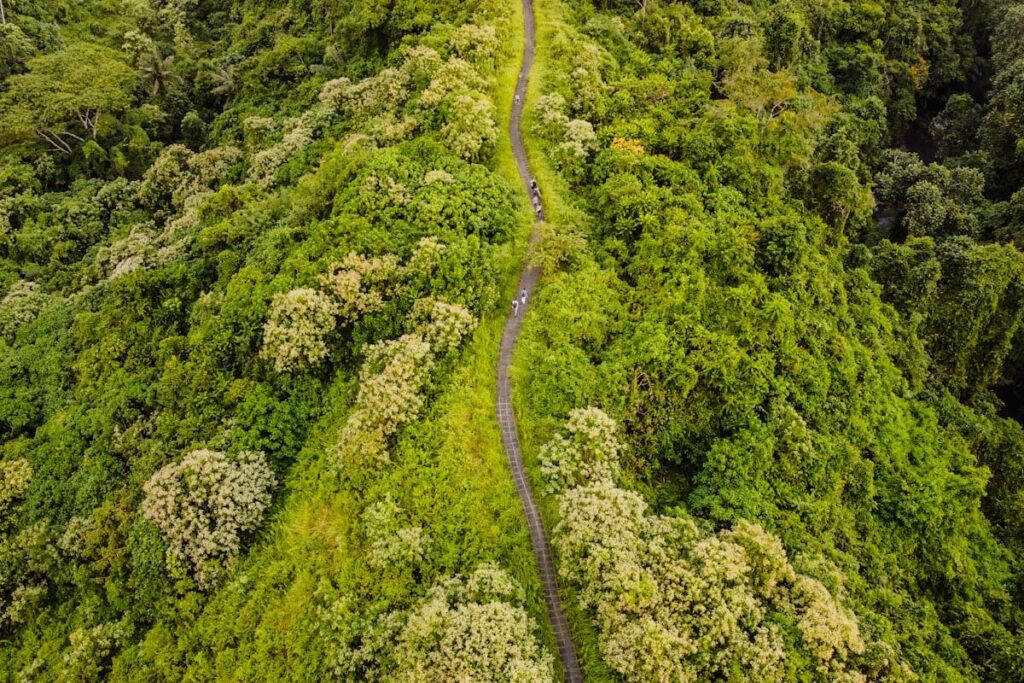 Campuhan Ridge Walk Ubud Bali Reislegende