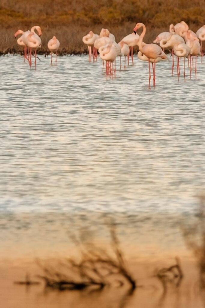 Plekken flamingos spotten op Cyprus