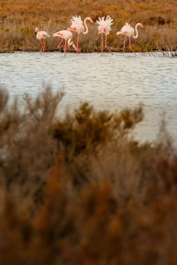 Waar flamingos zien op Cyprus tips