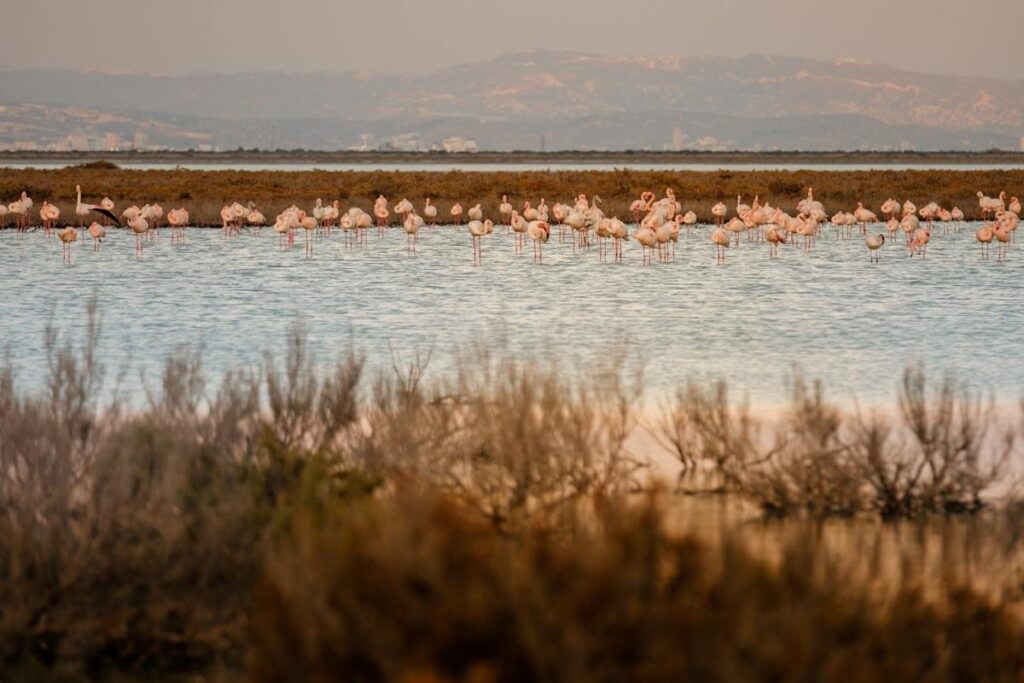 Welke meren flamingos spotten op Cyprus