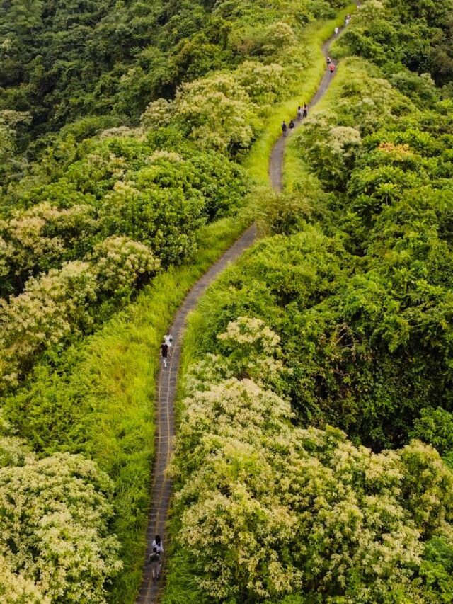 Campuhan Ridge Walk in Ubud