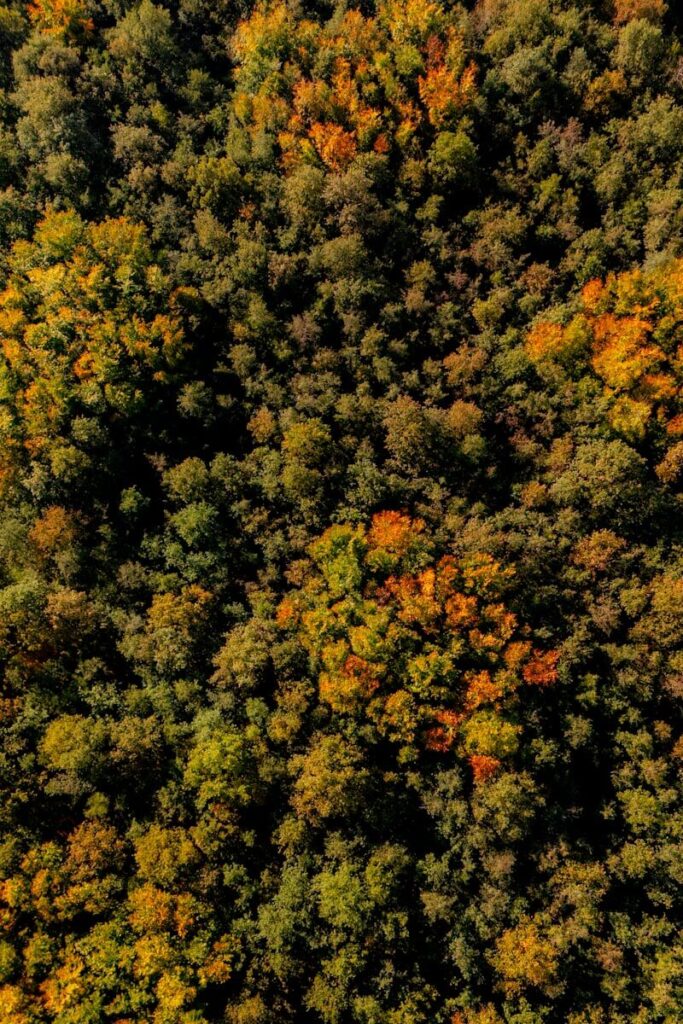 herfst in het bos Almere