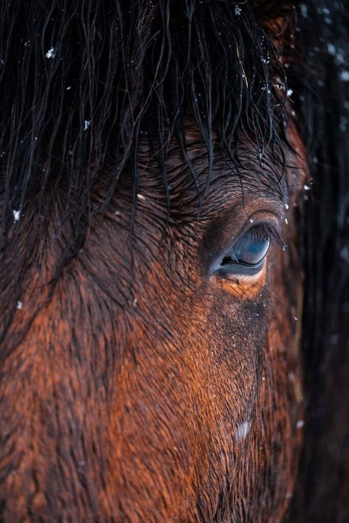 Arctic Coast Way IJslandse paarden IJsland Reislegende