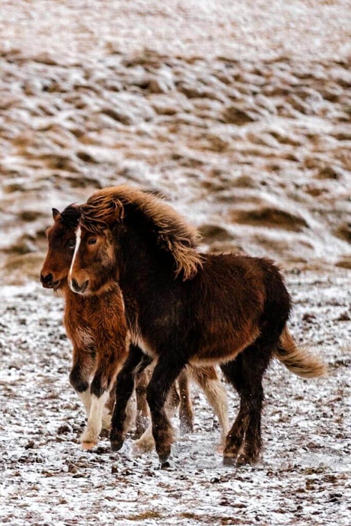 Paarden langs de Arctic Coast Way Noord IJsland Reislegende