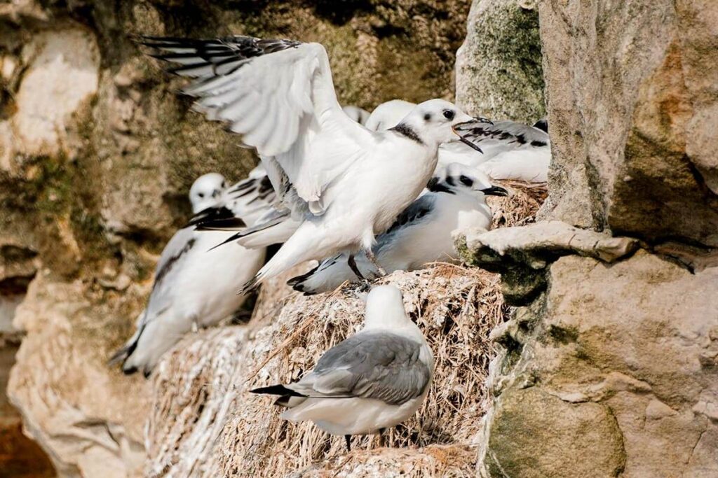 Vogelrots Bulbjerg Noord Jutland Denemarken Reislegende