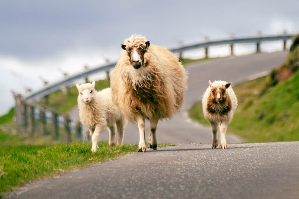 Alles over Faeroerse schapen Faeroer eilanden Reislegende