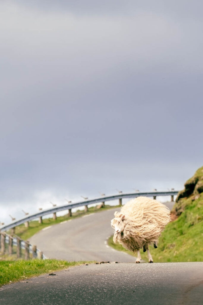 Alles over het Faeroerse schaap op de Faeroer eilanden Reislegende