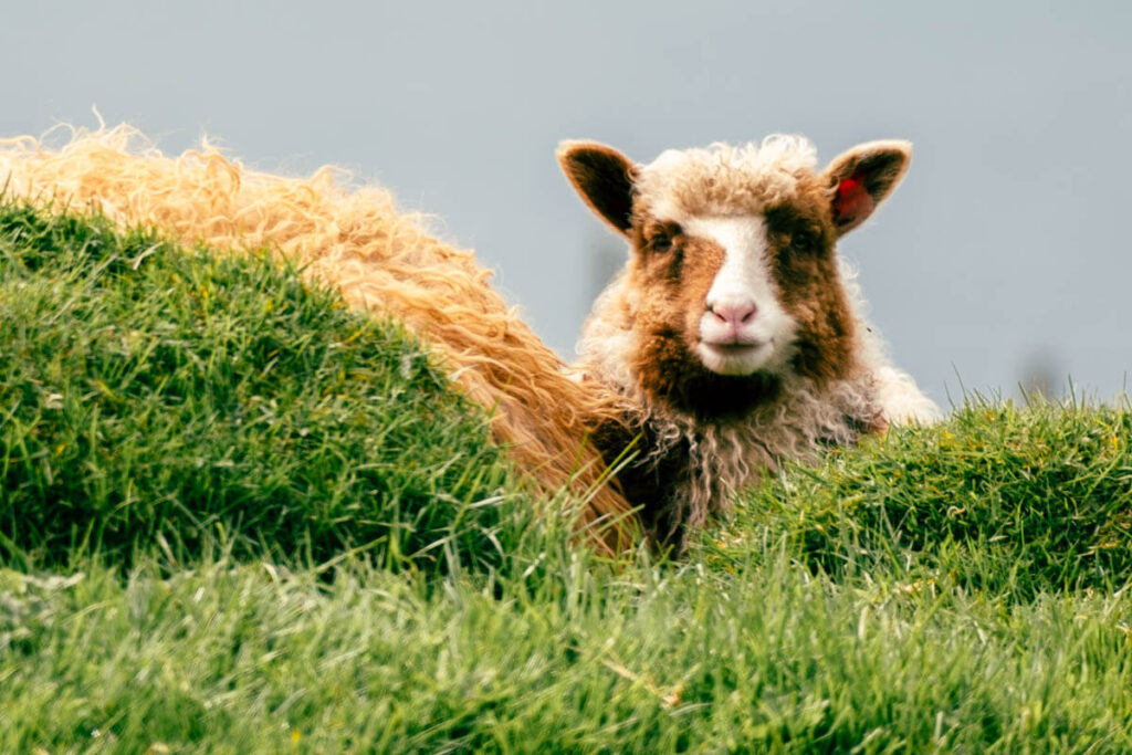 Alles over schapen op de Faeroer eilanden Reislegende