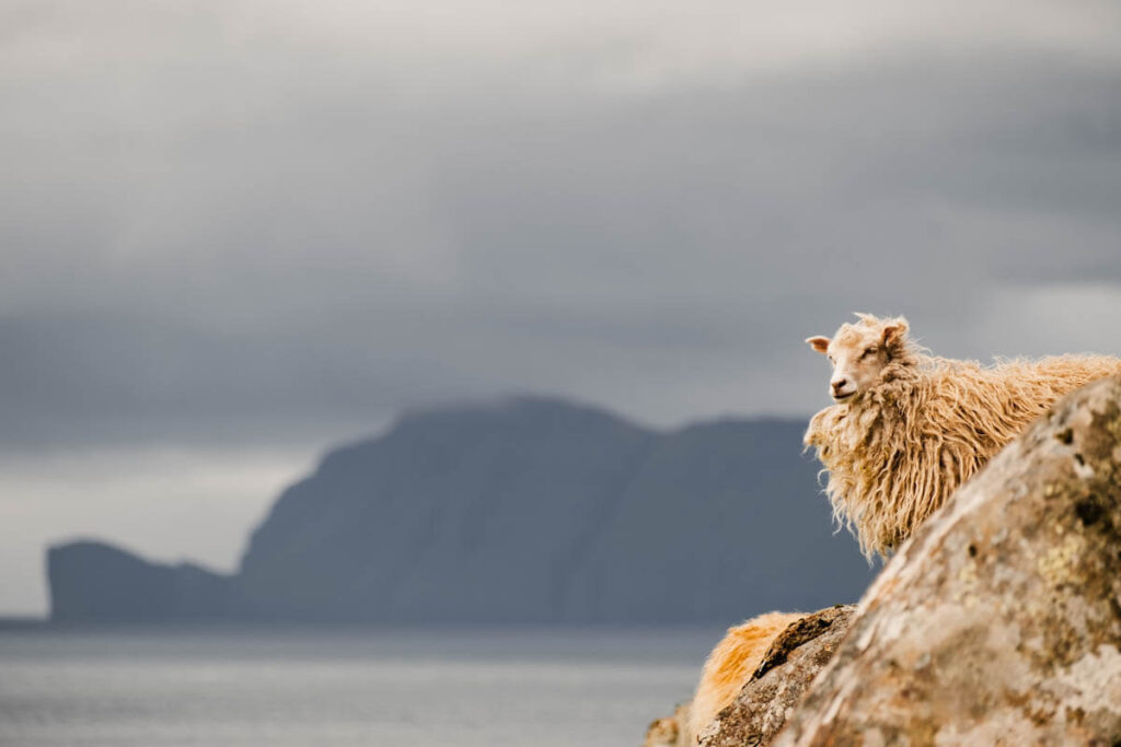 Faeroer eilanden schapen Reislegende