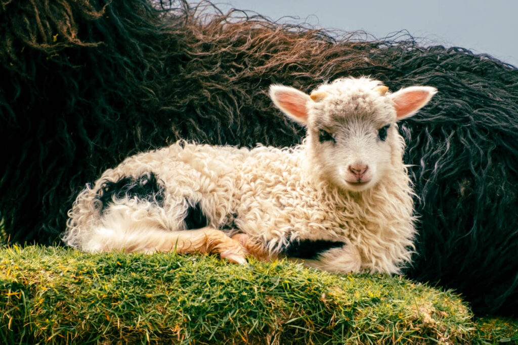 Faeroerse schapen informatie Reislegende