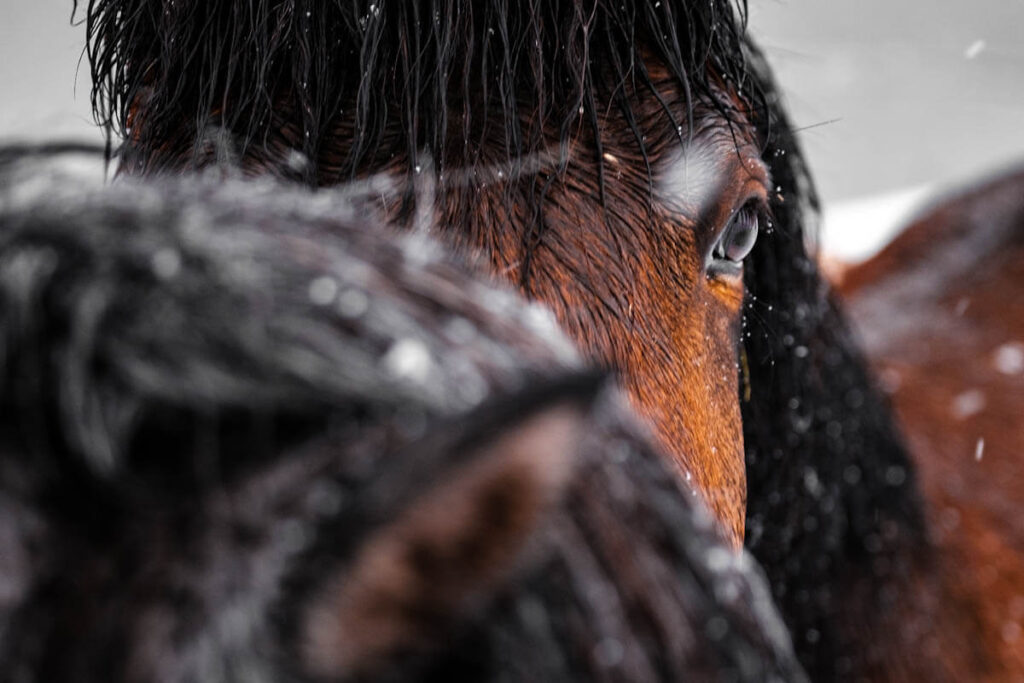 IJsland IJslands paard Reislegende