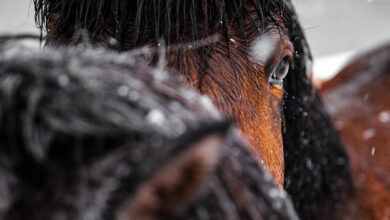 IJsland IJslands paard Reislegende