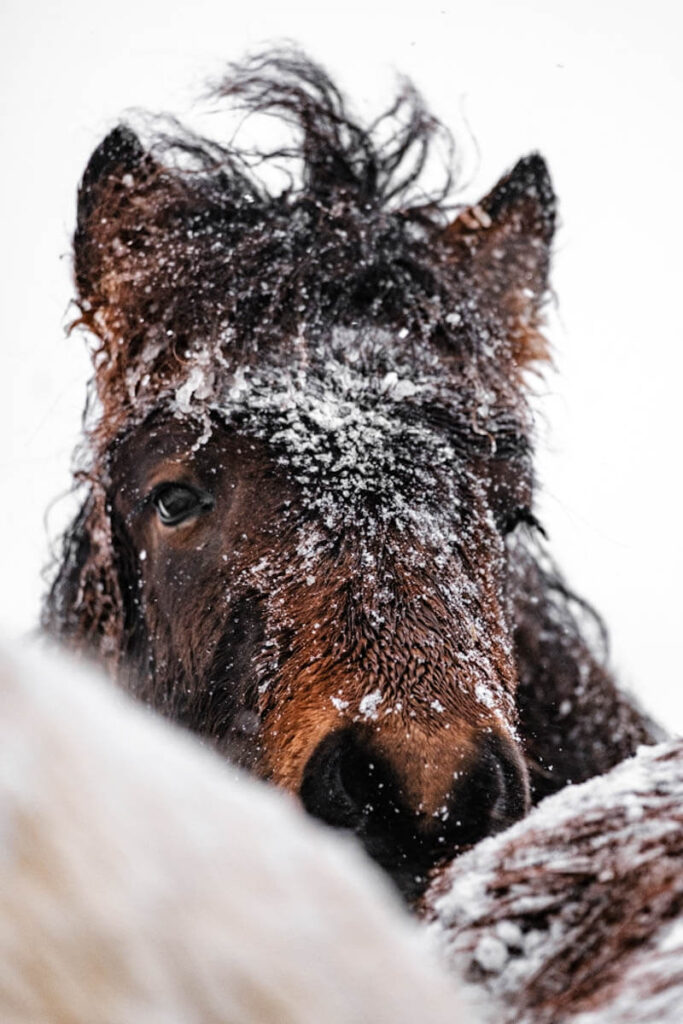 IJslands paard in de sneeuw IJslander Reislegende