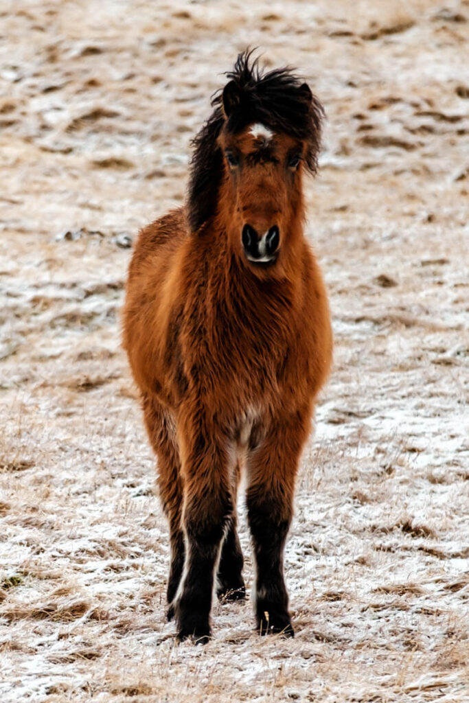 IJslands paard informatie Reislegende