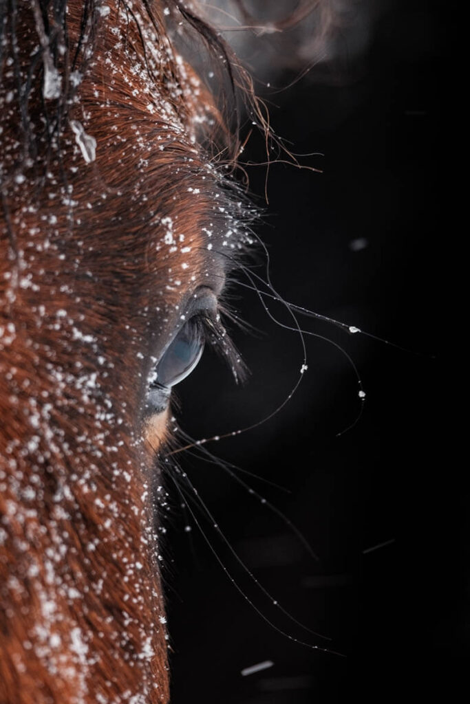 IJslands paard kenmerken Reislegende