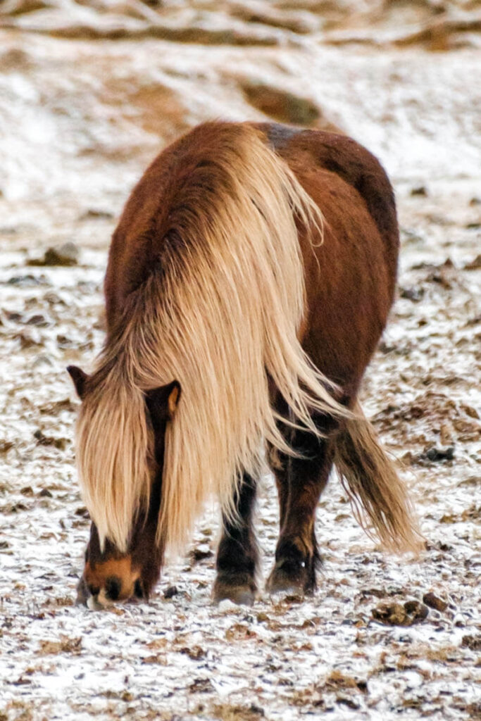 IJslands paarden in IJsland fotograferen Reislegende