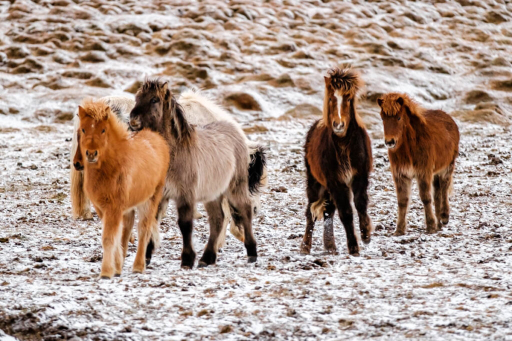 IJslands paarden in de sneeuw Reislegende