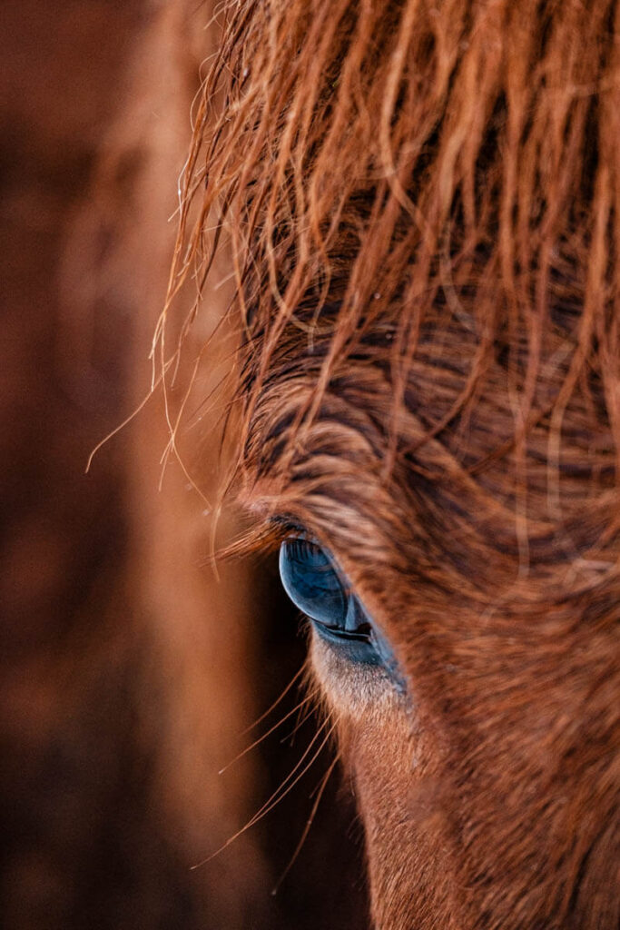 IJslands paardenoog Reislegende