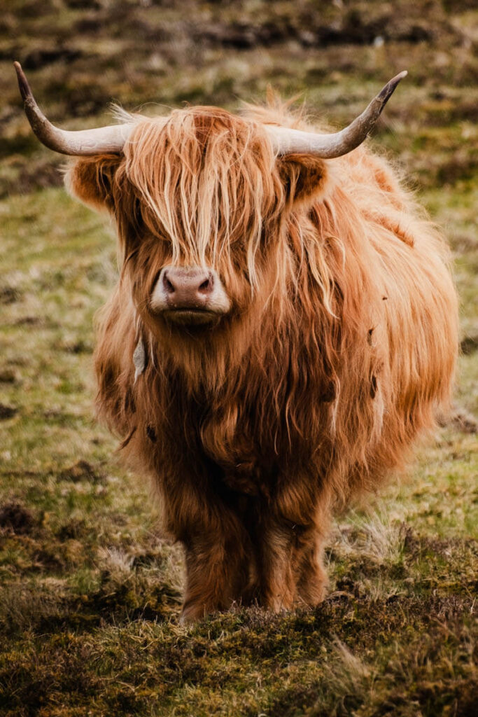 Leitisvatn Schotse Hooglanders Vagar Faeroer eilanden Reislegende