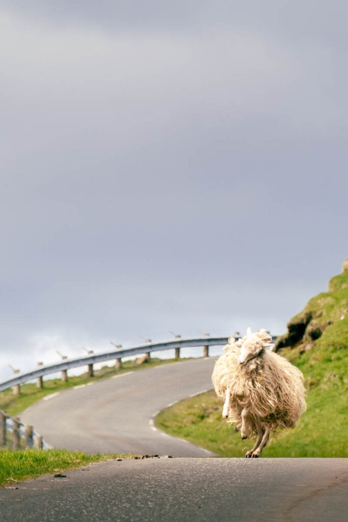 Schapen op de wegen Faeroer eilanden Reislegende